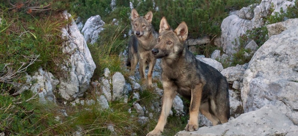 Foto di Bruno Boz, Ivan Mazzon e Roberto Sacchet A maggio i lupi trentini hanno dato alla luce le nuove cucciolate del 2021